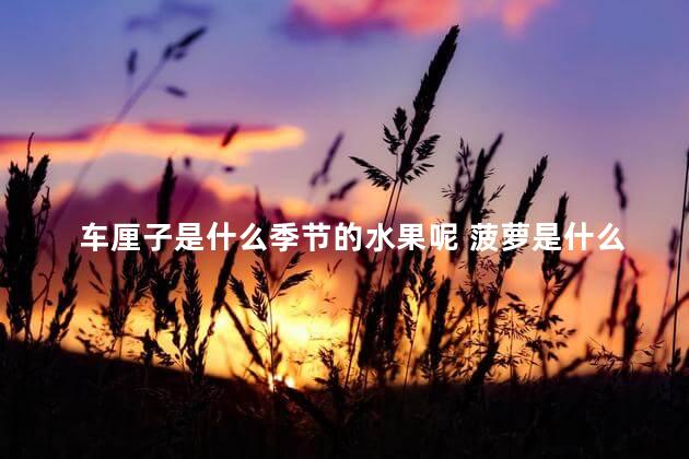 车厘子是什么季节的水果呢 菠萝是什么季节的水果